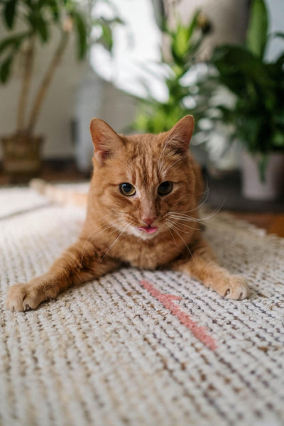 Rugs and Cats: What are Pet Friendly Rugs?